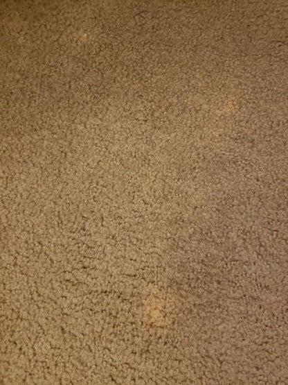 Bleachstain® Precision Carpet Spot Dye Kit | Bleach Stain Repair Kit | for Spots and Drips Smaller Than Pea Size | for Medium Beige, Gray, tan