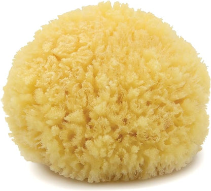 Neptune Caribbean Sea Sponge, Medium (Approx. 5-6 Inch), Hand Processed, Natural & Eco-Friendly Bath Sponge