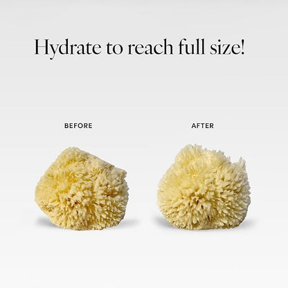 LATHER - Natural Sea Wool Sponge, 4-5" - Organic Exfoliating Body Scrubber - Soft, Gentle Cleansing - Hypoallergenic - All Skin Types - Florida Natural Loofah Sponge - Cruelty Free - Beauty & Skincare