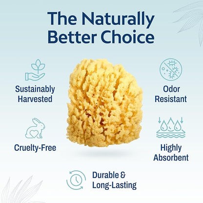 HartFelt Gentle Exfoliation Yellow Sea Sponge 4in | Natural Shower Sponges for Bathing for Men and Women | Rich Lather