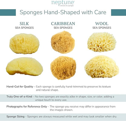 Neptune Caribbean Sea Sponge, Medium (Approx. 5-6 Inch), Hand Processed, Natural & Eco-Friendly Bath Sponge