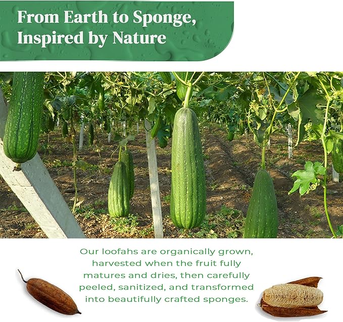 Natural Loofah Exfoliating Sponge (3 Pack) - Organic Loofah for Body - Biodegradable Shower Luffa - Natural Bath Sponges Loufa - Estropajos para el Cuerpo