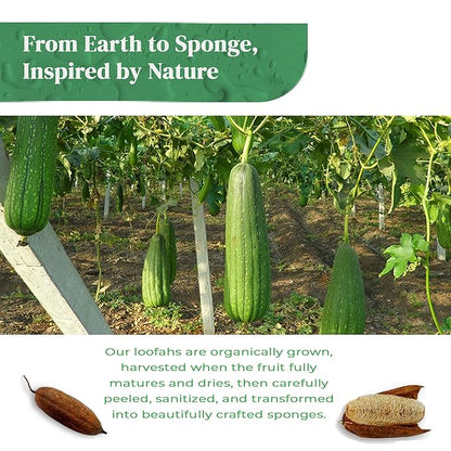 Natural Loofah Kitchen Sponge (3 Pack) - Natural Sponges for Dishes - Eco Friendly and Compostable Sponges - Biodegradable Plant Based Kitchen Dish Sponge - Plastic Free Dish Scrubber