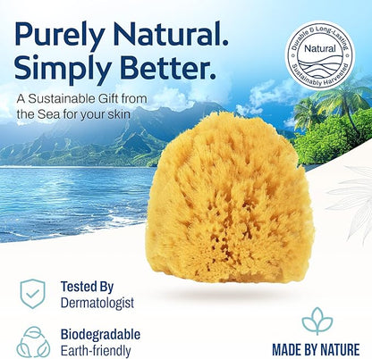 HartFelt Exfoliating Grass Sea Sponge Beauty Box | 2 Bath Sponges for Shower Women & Men 4in | Natural Sponge with Mesh Bag for Cleaning & Drying | Cleanses Skin from Dirt & Excess Oil - Gift Box