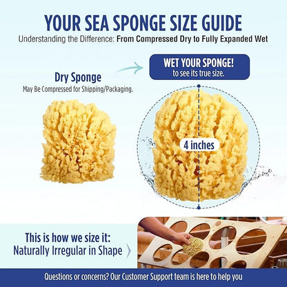 Baby Buddy Natural Baby Bath Sponge 4in Soft Grass Sea Sponge Soft on Baby's Tender Skin, Biodegradable, Hypoallergenic, Absorbent Natural Sea Sponge, 1 Pack, Yellow