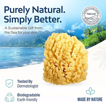 HartFelt Yellow Sea Sponge Beauty Box for Gentle Exfoliation | 2 Bath Sponges for Shower Women & Men 4 in | Body Sponge with Mesh Bag for Cleaning & Drying | Reusable Natural Sponge - Gift Box