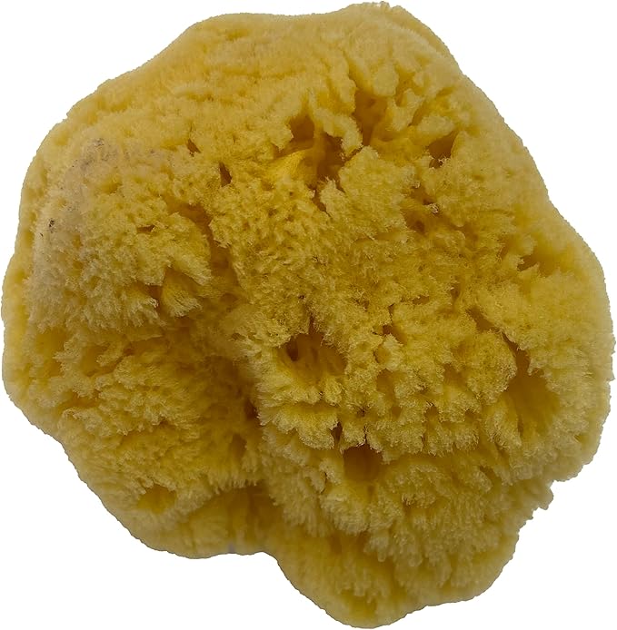 Awesome Aquatic Natural Sea Sponge Amazing Natural Renewable Resource Creating The in Home Perfect Bath and Shower Experience Artist Sponge (Yellow Grass 5-6 Inch)