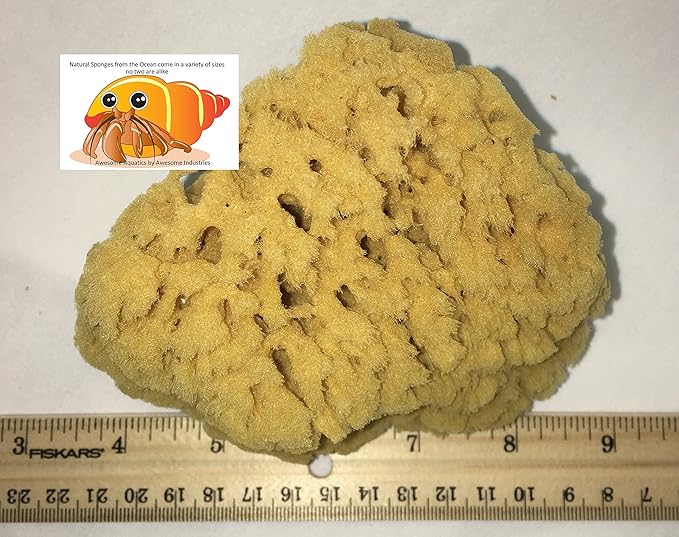 Awesome Aquatic Natural Sea Sponge Amazing Natural Renewable Resource Creating The in Home Perfect Bath and Shower Experience Artist Sponge (Yellow Grass 5-6 Inch)