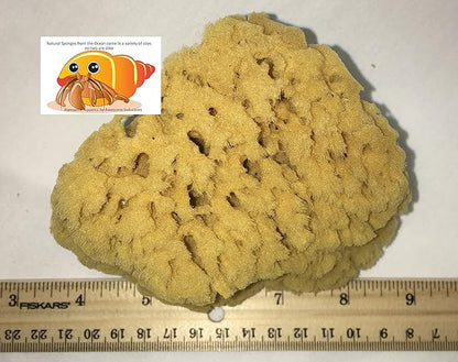 Awesome Aquatic Natural Sea Sponge Amazing Natural Renewable Resource Creating The in Home Perfect Bath and Shower Experience Artist Sponge (Yellow Grass 5-6 Inch)