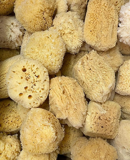 Awesome Aquatic Natural Sea Sponge Amazing Natural Renewable Resource Creating The in Home Perfect Bath and Shower Experience Artist Sponge (Yellow Grass 5-6 Inch)